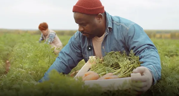 a man harvesting