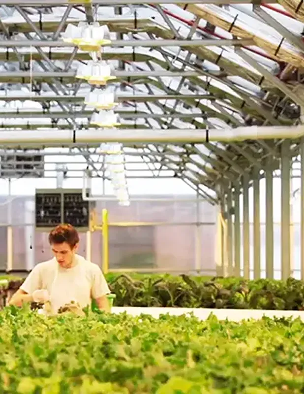Indoor hydroponic farm with a man tending green leafy crops under energy efficient lighting, showcasing green building practices.