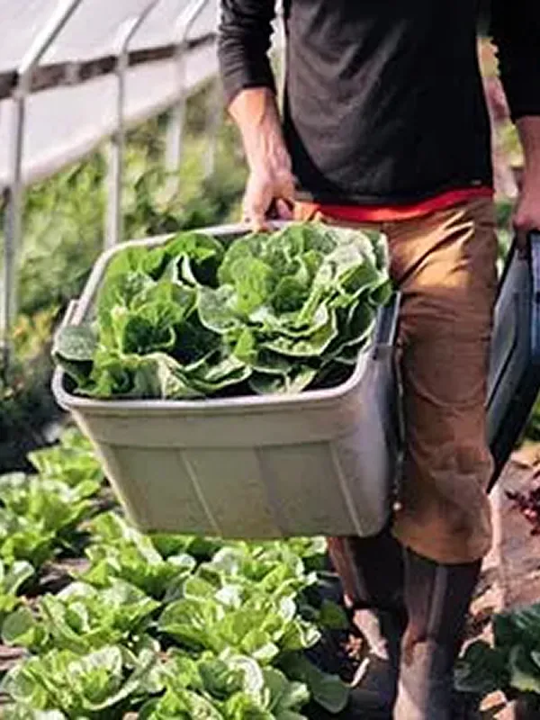 Person carrying a bin of fresh lettuce harvested from a natural organic garden.