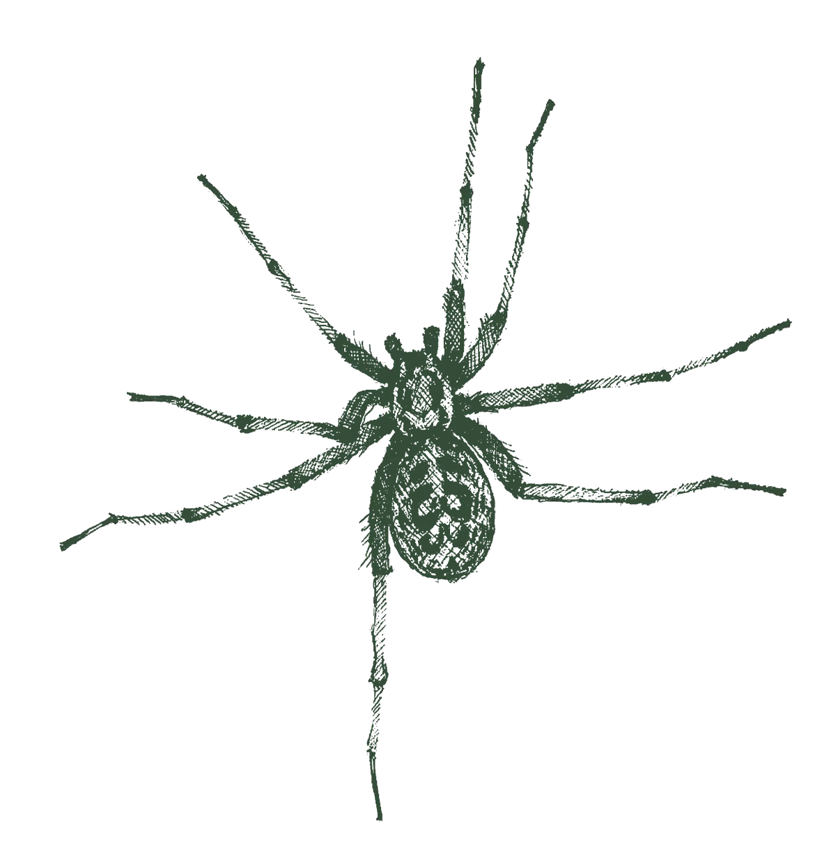 hobo spider