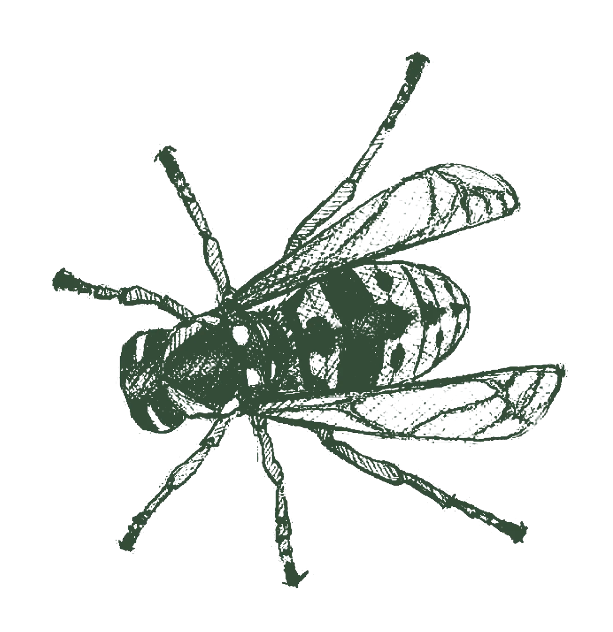 yellow jacket