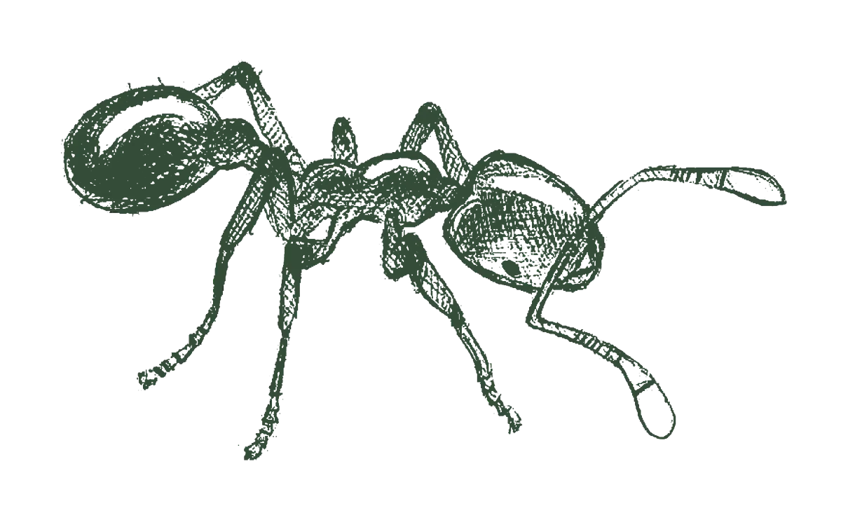 thief ant