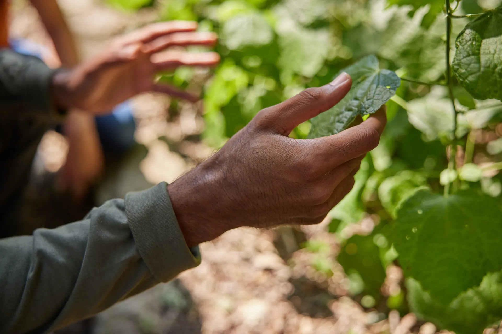a person holding a leaf in a tree