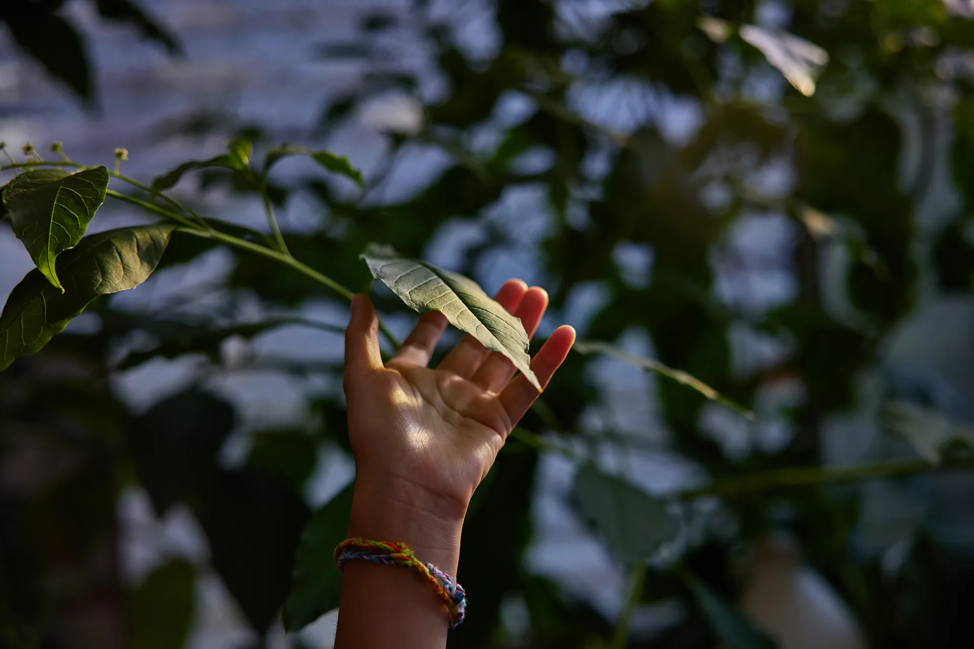 a person holding a tree leaf