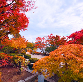 秋高氣爽，景色宜人，寧靜祥和的日式花園，樹木披上了鮮豔的紅橙色樹葉，映襯著池塘和精心佈置的灌木叢。