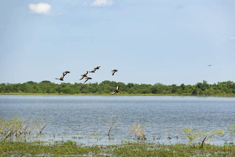 A flock of ducks flying over a calm lake and lush green landscape
