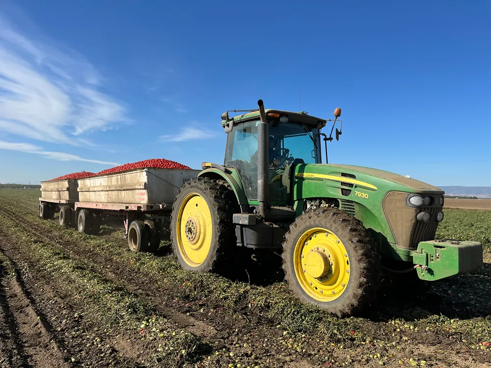 Tractor hauling bins of harvested tomatoes in a field