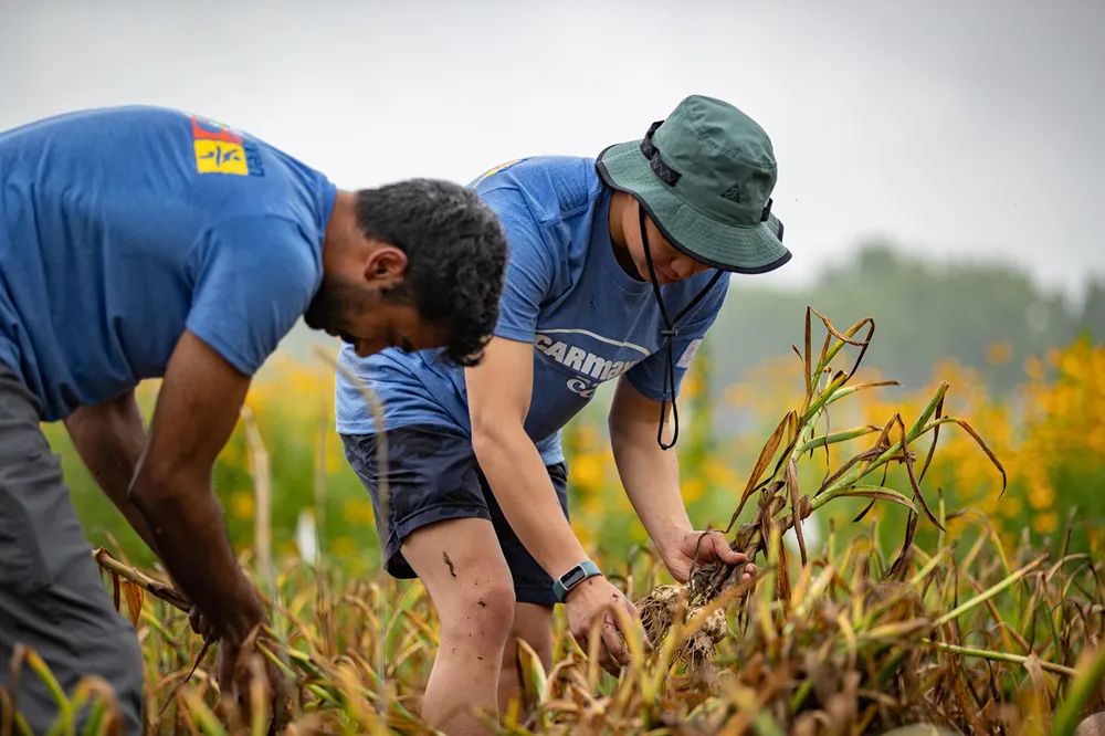 CarMax employees are volunteering outdoors, harvesting plants in a sunny field.
