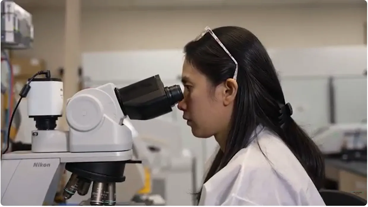 Phlebotomist at work